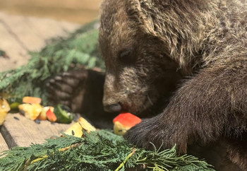 Rescued Bear Cub Dori Eating Apples Brown bear eating apples