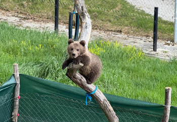 Rescued bear cub climbing tree