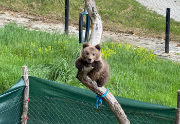 Rescued Bear Cub Dori Climbing a Tree at Bear Sanctuary Prishtina, Kosovo. Brown bear climbing a tree