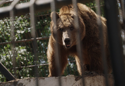 Bear Dunbar in his small enclosure in Azerbaijan