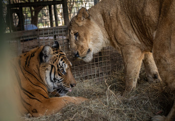 Tiger and lioness in capitivity in a former zoo