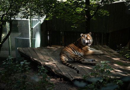 Tiger Tajmir at his temporary home at a zoo in Czechia