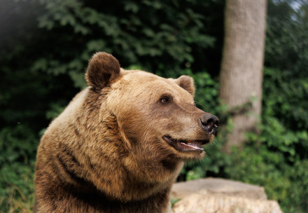 Bear Bodia at BEAR SANCTUARY Domazhyr