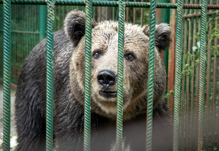 Bear Mici behind the bars of his cage