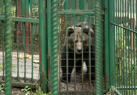 Brown bear behind bars in captivity