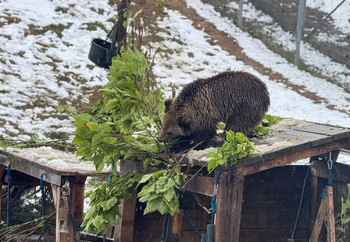 Bear Dori Exploring at Snowy BEAR SANCTUARY Prishtina, Kosovo Brown bear in snowy outdoor enclosure