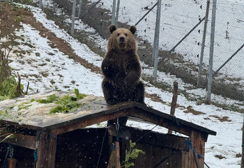 Bear Dori Sitting on Platform at Snowy BEAR SANCTUARY Prishtina, Kosovo Brown bear in snowy outdoor enclosure