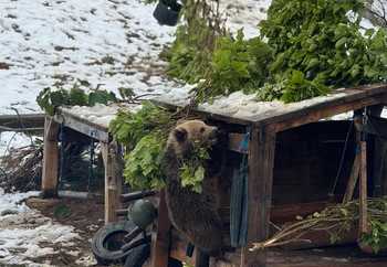 Bear Dori Climbing at Snowy BEAR SANCTUARY Prishtina, Kosovo Brown bear climbing up a shelter