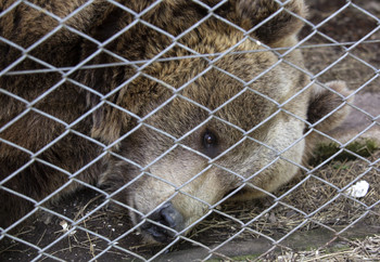 Brown bear in captivity