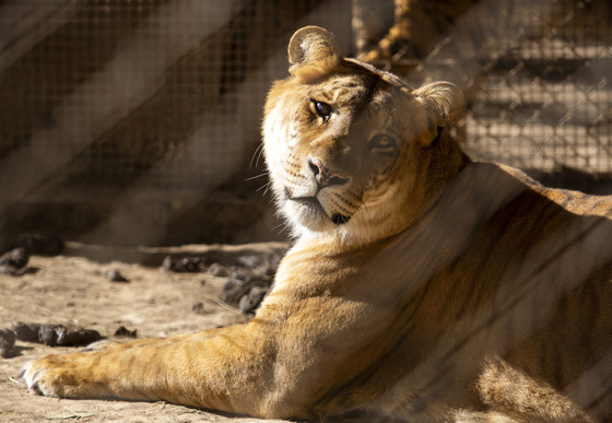 Lioness at Zoo Luján in Argentina