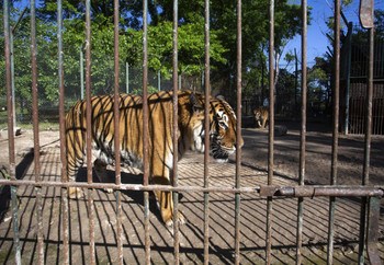 Tiger in captivity