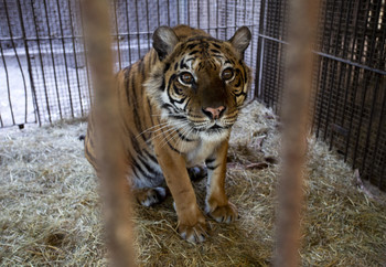 Tiger in captivity