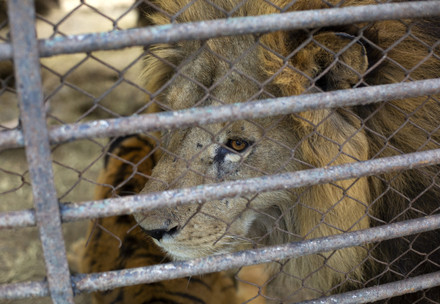 Lion in capitivity at a former zoo