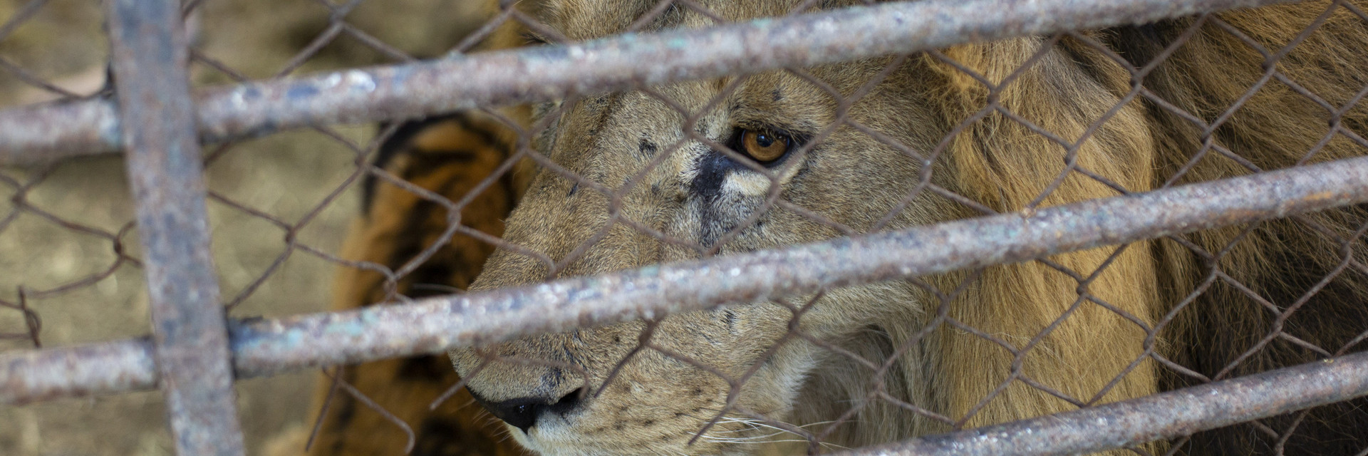 Lion in capitivity at a former zoo