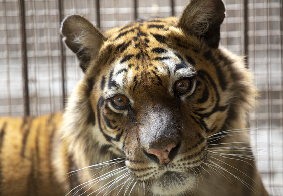 Close up of tiger in captivity