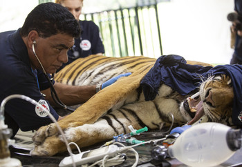 Tiger receiving a veterinary assessment