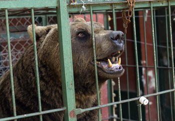 Brown bear in captivity