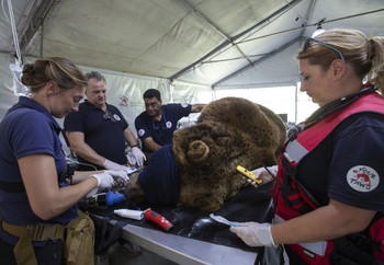 Brown bear receiving health checks