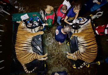 Veterinary Assessment of Two Tigers at the Former Zoo Luján, Argentina Veterinary assessment of two tigers
