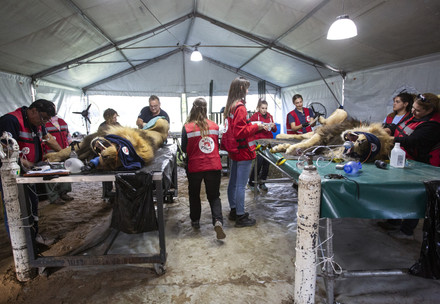 Veterinary assessment at former zoo