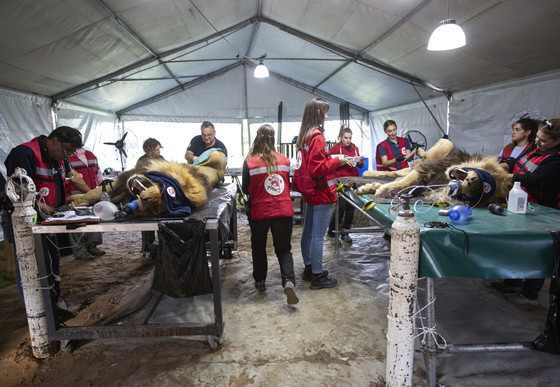 Vet examinations in a temporary shelter