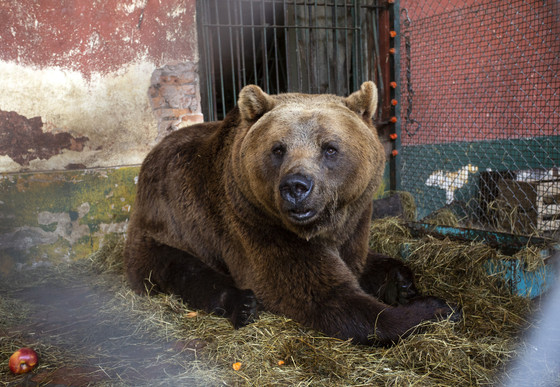 Brown bear at a former zoo