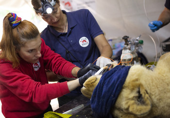 Veterinary Assessment of a lion at the Former Zoo Luján, Argentina Veterinary assessment of a lion