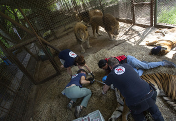 Veterinary Assessment of Big Cats at the Former Zoo Luján, Argentina Veterinary assessment of big cats