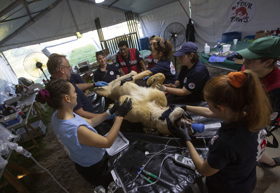 Veterinary assessment of a lion