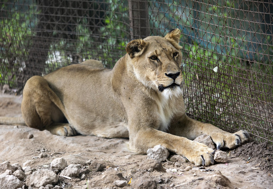 Lioness in an enclosure