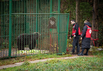 Bear in small outdoor enclosure