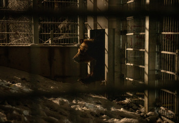 Bear in outdoor enclosure