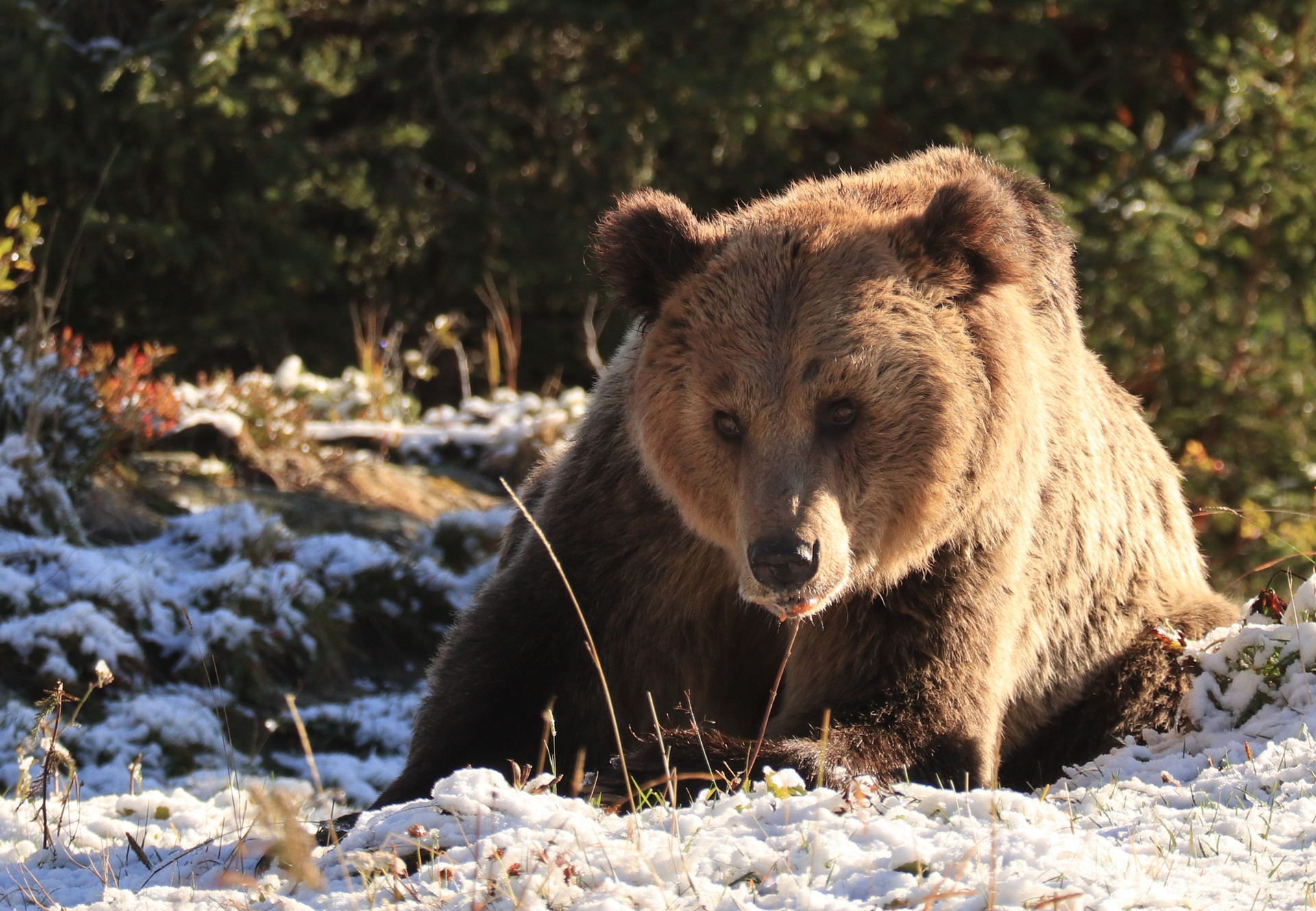 Major Gifts Officer (m/f/d) Brown bear outside