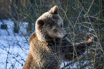 Brown Bear Flora's First Steps in the Snow Brown bear in snowy outdoor enclosure