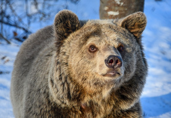 Brown Bear Flora Exploring Her Forever Home Brown bear in the snow