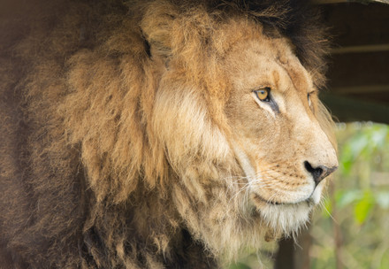 Close up of Lion Diego