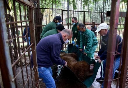 Transfer of bear Teddy