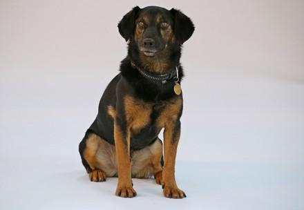 Therapy dog Bumi Therapy dog Bumi