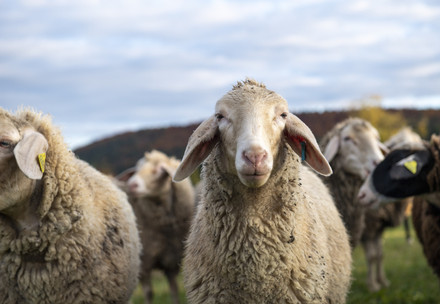 #WearItKind Merino sheep