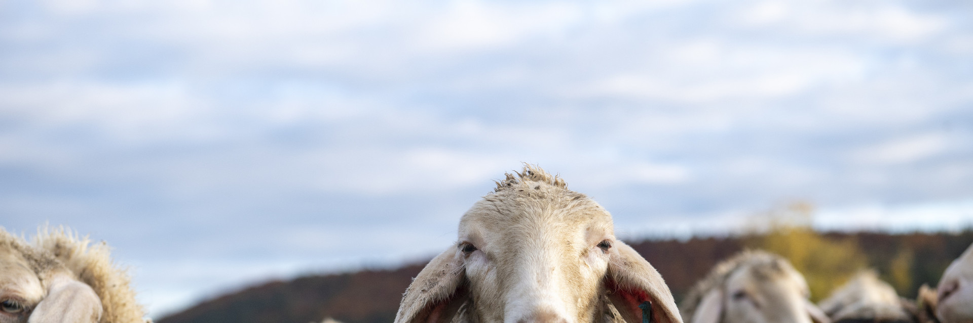 Animal-friendly fashion Merino sheep in a field