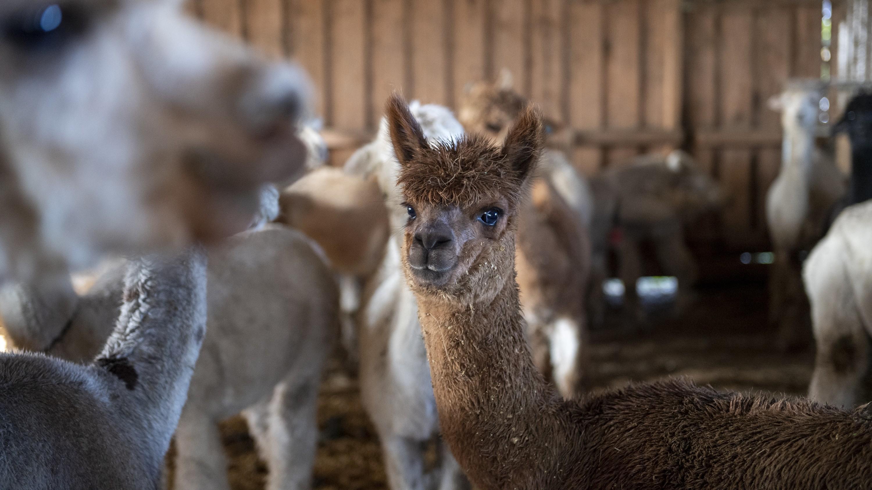 Alpaca inside a stable with other alpaca Alpaca inside a stable with other alpaca