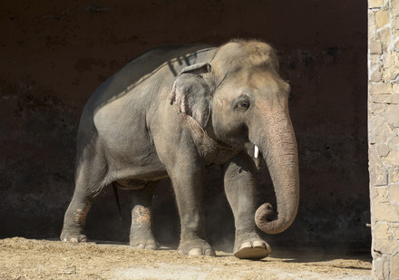 Rescue Elephant Kaavan Elephant Kaavan