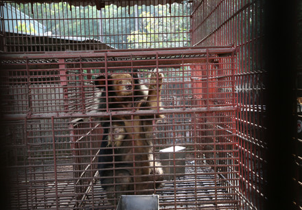 Rare golden Asiatic black bear among seven rescued bile bears in Vietnam