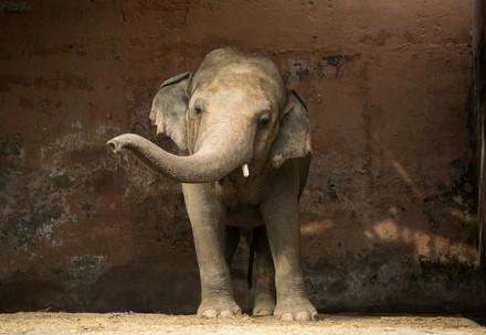 Elephant Kaavan