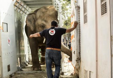 Veterinarian Dr Amir Khalil and Kaavan 