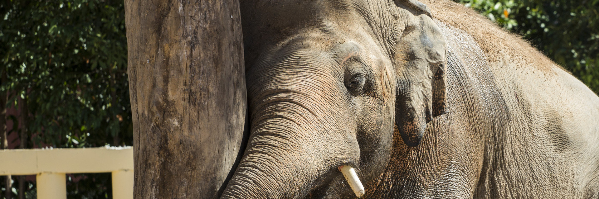 Elephant leaning on a tree