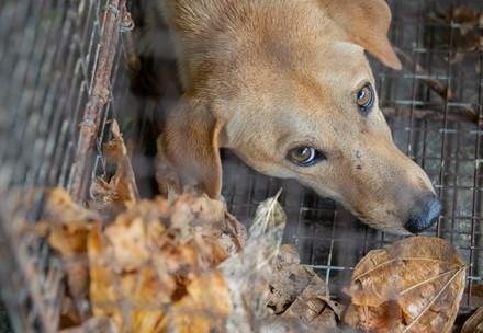 Stray animal care of dogs in Thailand