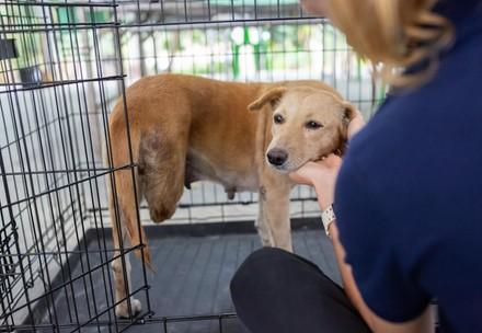 Thailand launches “first-of-its-kind” initiative to improve dog welfare