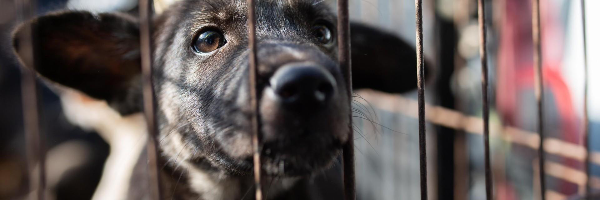 Report Animal Suffering Puppy