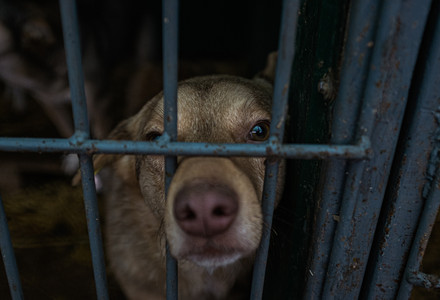Dog in shelter